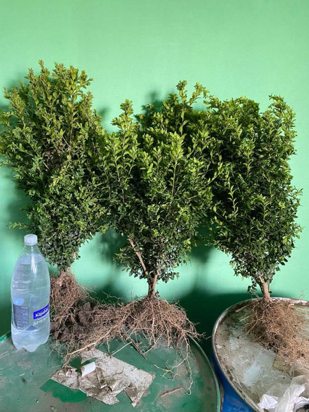 Саженец самшита 3056 фото