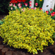 Саджанець бересклету Форчуна (Euonymus fortunei) 2369 фото 2