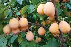 Слива Золотая Капля 1225 фото