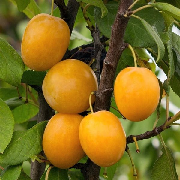 Слива Золотая Капля 1225 фото