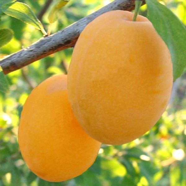 Слива Золотая Капля 1225 фото