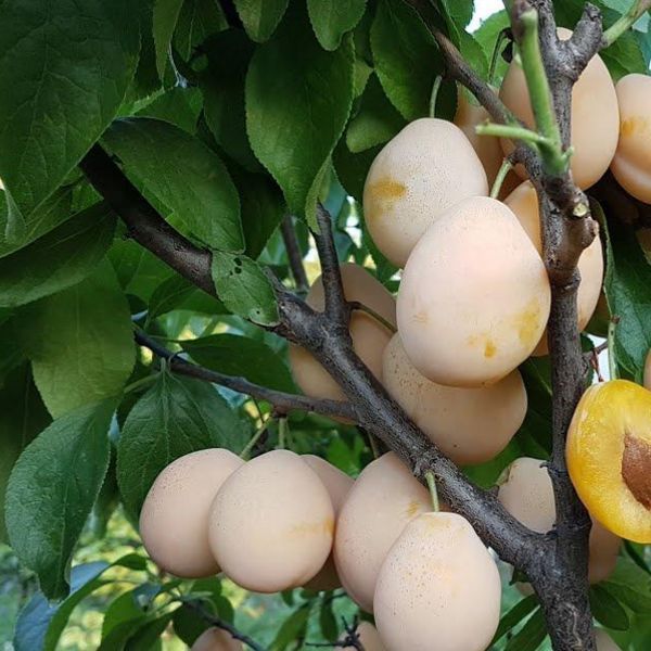 Слива Золотая Капля 1225 фото
