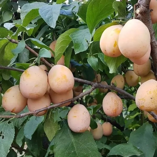 Слива Золотая Капля 1225 фото