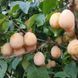 Слива Золотая Капля 1225 фото 6