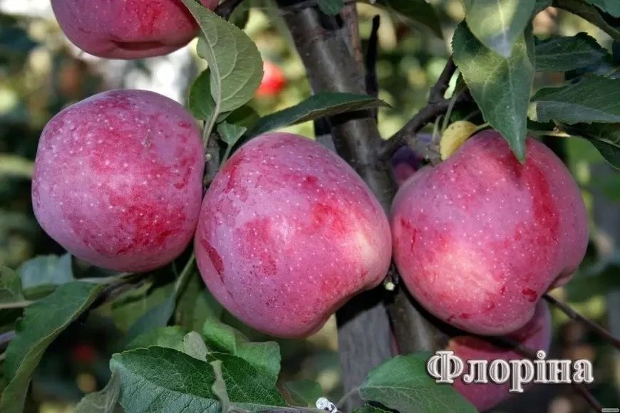 Саджанець яблуні &mdash; Зимовий сорт французької селекції Яблуня Флорина 2-річний 801 фото