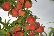 Персик &laquo;Розовый фламинго&raquo; &mdash; ранне-среднего срока 1248 фото