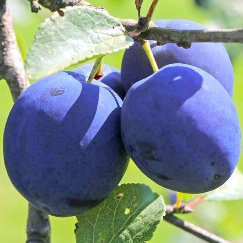 Слива Топ-хіт 1235 фото