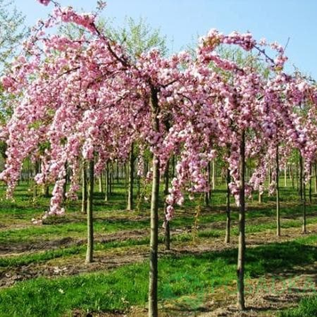 Саджанець сакури &mdash; Плакуча Сакура 2220 фото