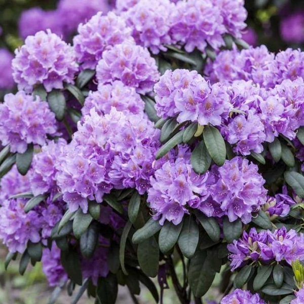 Рододендрон Grandiflorum (Грандифлорум) 3044 фото Рододендрон Grandiflorum (Грандифлорум) 3044 фото