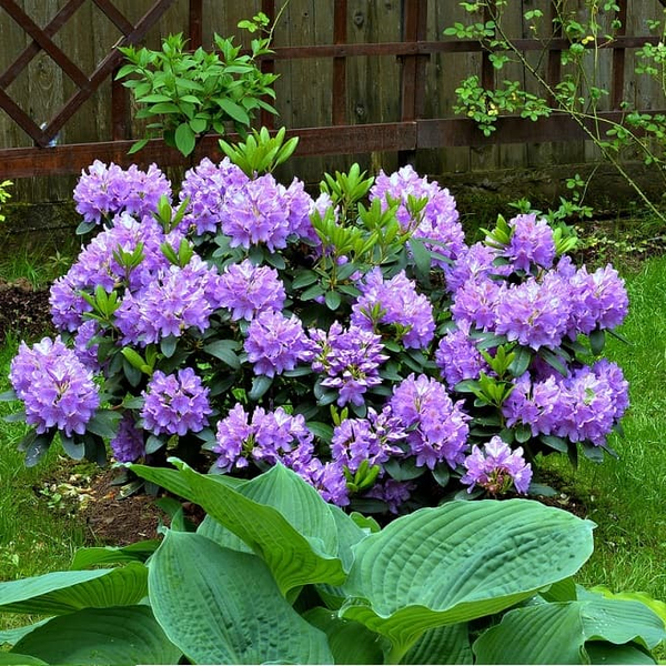 Рододендрон Grandiflorum (Грандифлорум) 3044 фото Рододендрон Grandiflorum (Грандифлорум) 3044 фото
